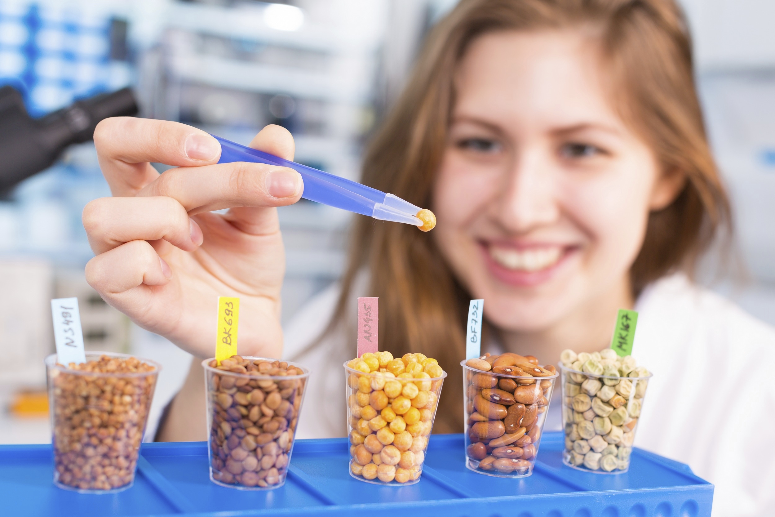 Technician In the laboratory tests the quality of grains and beans